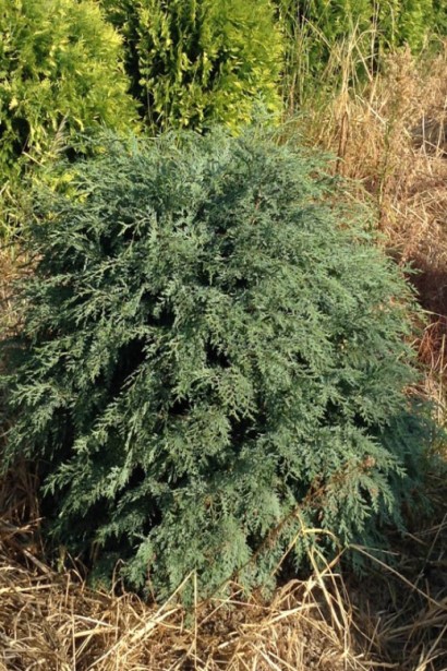 Кипарисовик низкий Силвер Глобус